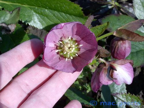 helleborus hybr